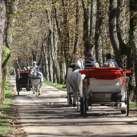 Dm 아파트 사라예보